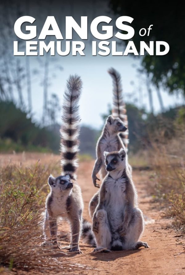 Gangs of Lemur Island DVD PLANET STORE